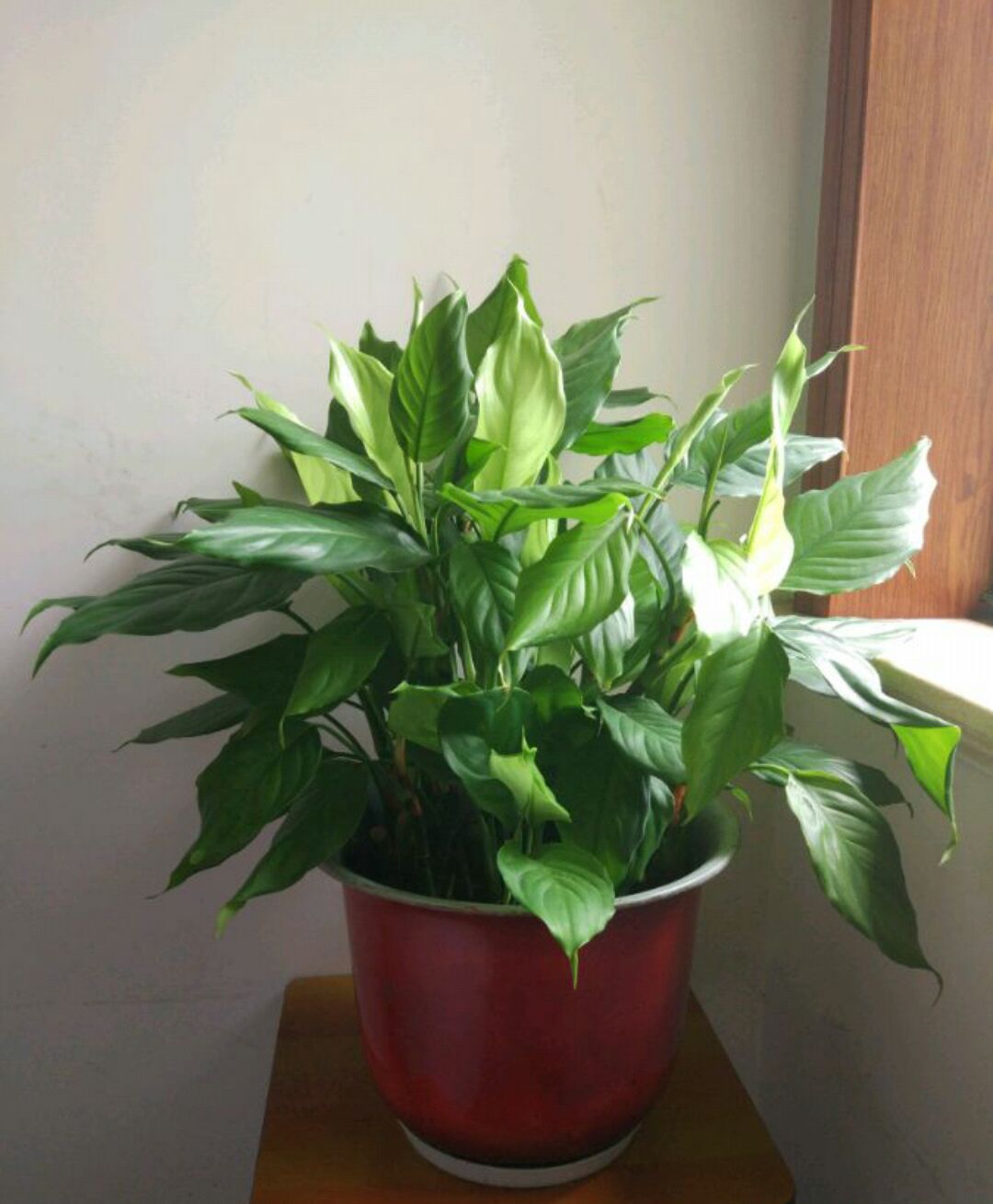 养护的万年青叶子有点烂怎么办?4个妙招很快又生龙活虎挺拔有力