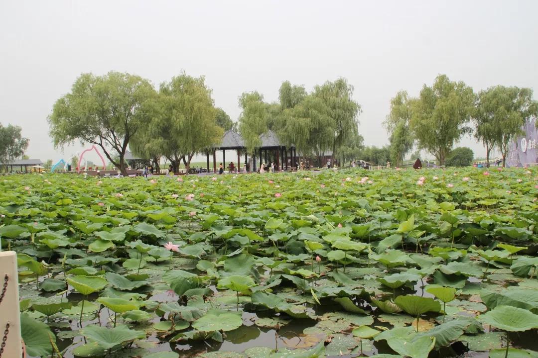 万亩荷花齐开放我在宝应荷园等你