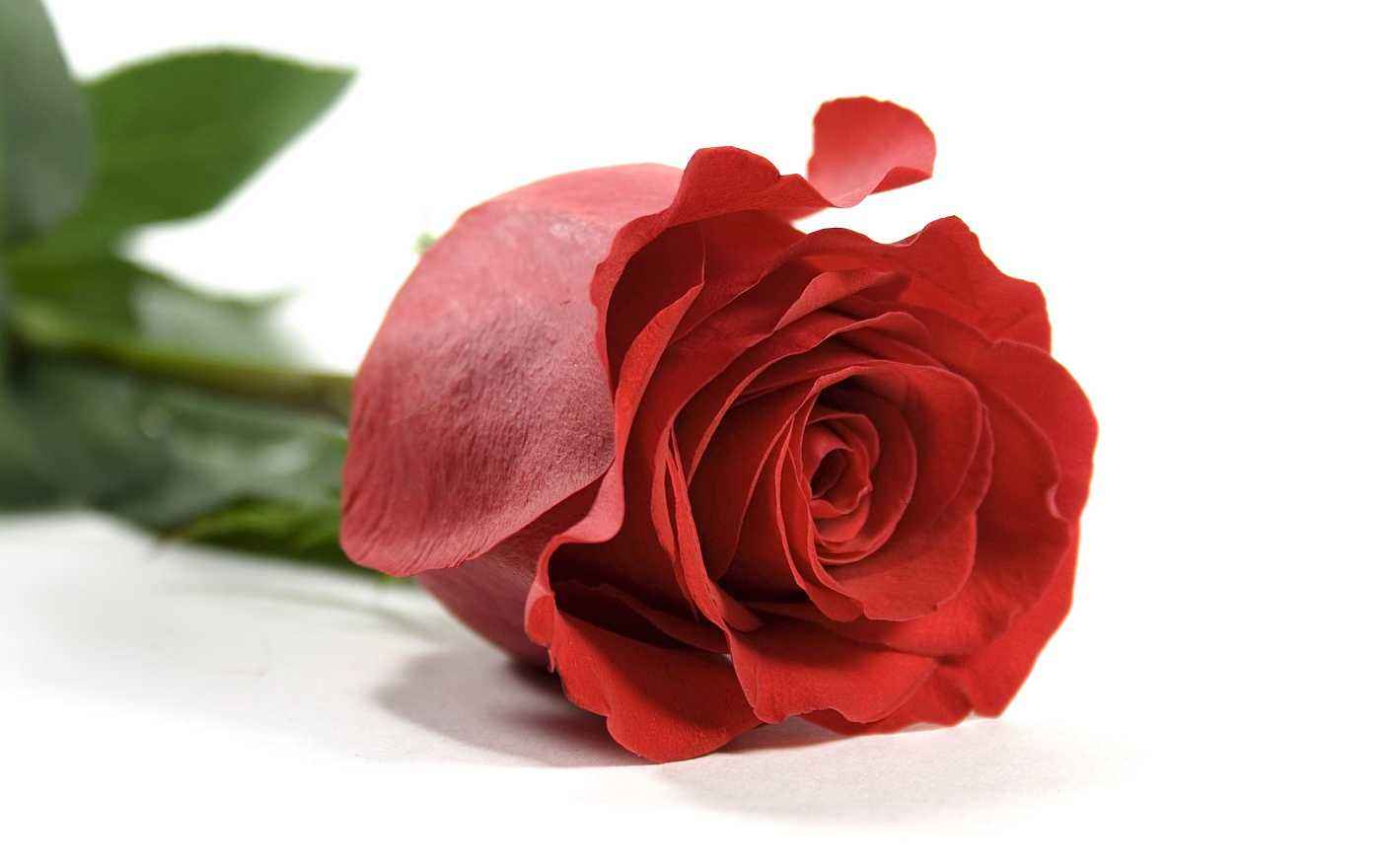 玫瑰花的传说:自私的爱神用爱情之箭"俘获"花神的心