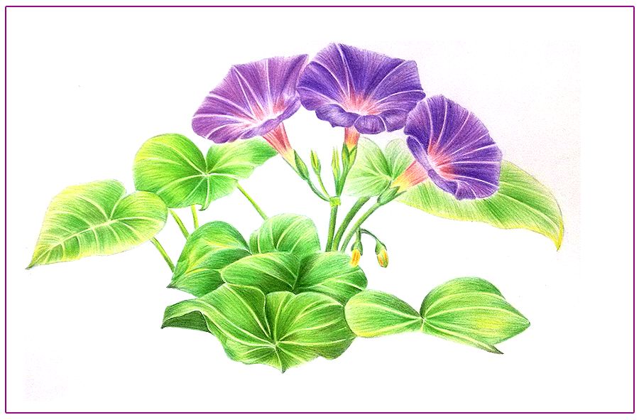 绘画教程彩铅画牵牛花