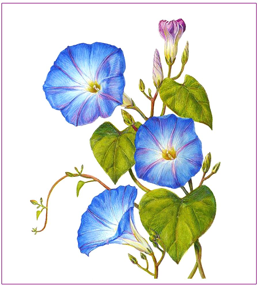 质量好的彩铅在卡纸上也能很好地塑造刻画 牵牛花的花朵颜色充满深浅