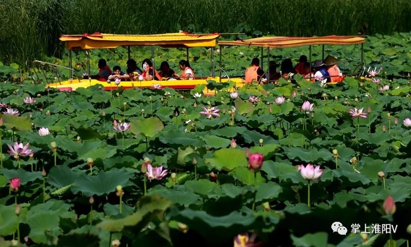 游客在淮阳龙湖湿地精品荷花苑赏荷游玩