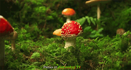 雨季到了 对于云南人来说 每一场雨中 仿佛都能听到野生菌茁壮生长的