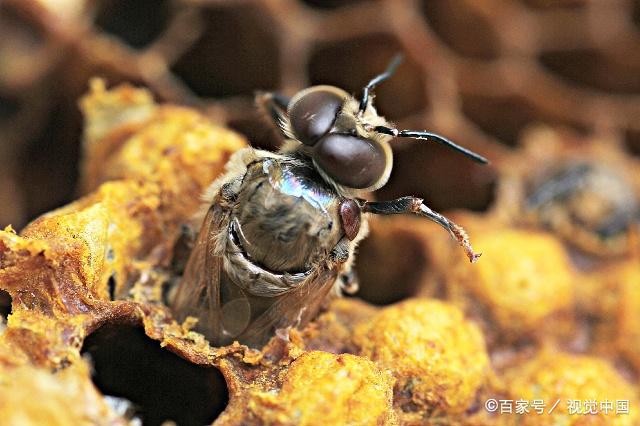 蜂群起雄蜂的四大原因其中一种危害大却往往被忽视