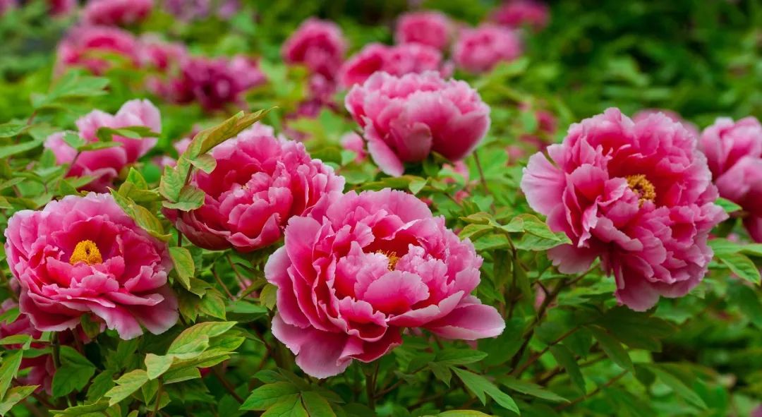 "国花"评选引关注,江苏各市的市花你知道吗?来看看你家乡的花