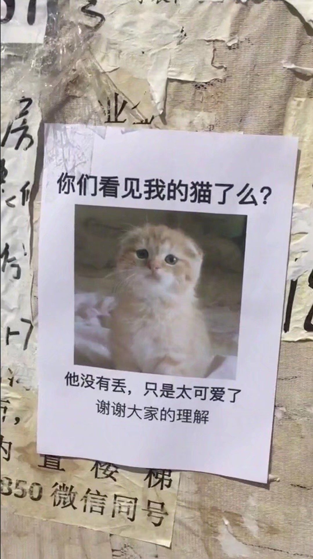 街边寻猫启事路人好奇走近却都愤愤离开看完我咬牙切齿