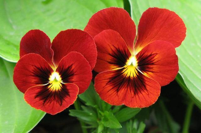 这种花有三片花瓣身份高贵是国花颜值高都搬回家里养