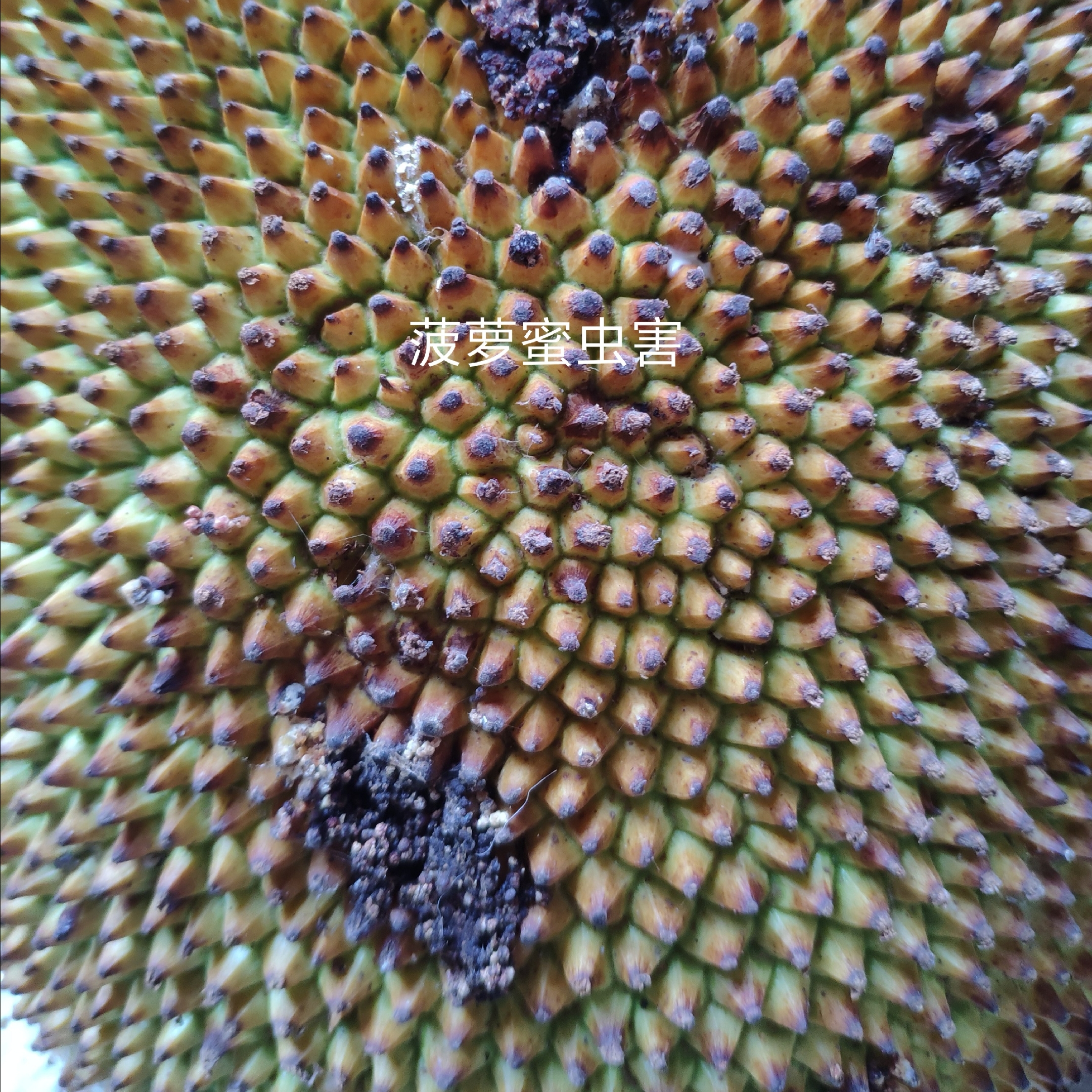 菠萝蜜种植技术为什么经常出现叶子枯萎的现象这些重点要牢记