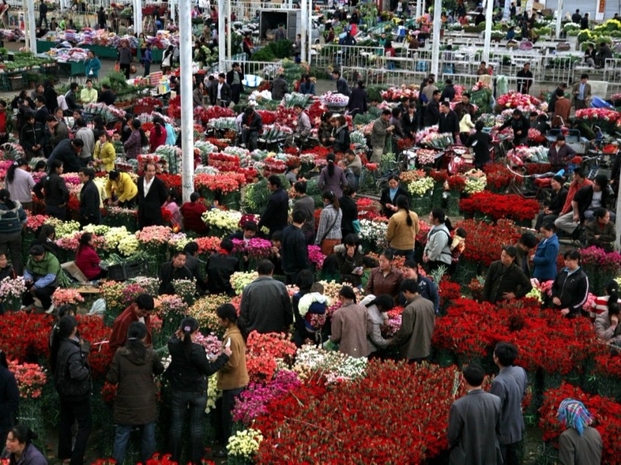 昆明斗南花市