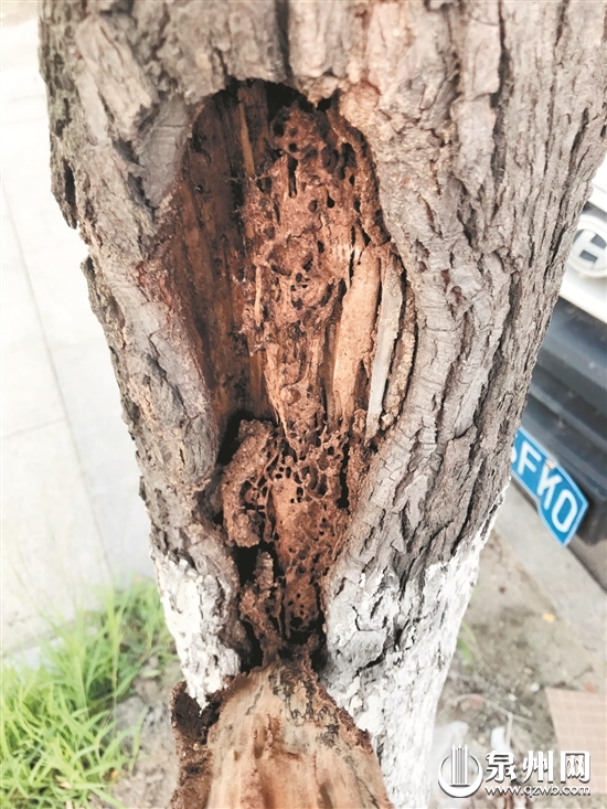 泉州市区丰海路行道树遭白蚁蛀蚀 部分香樟树被"掏空"