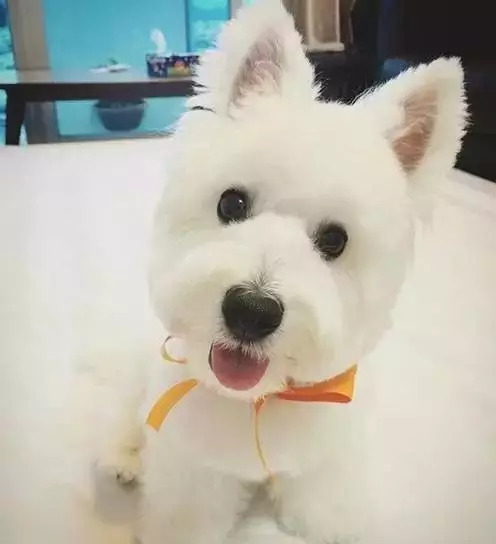 狗狗"歪头杀,是在卖萌么?