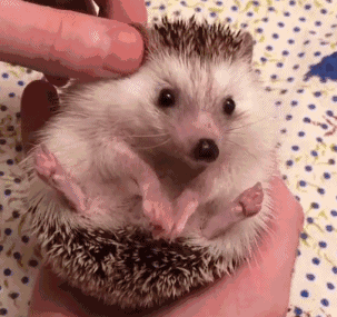 江都一男子抓捕癞蛤蟆,竟然构成犯罪?