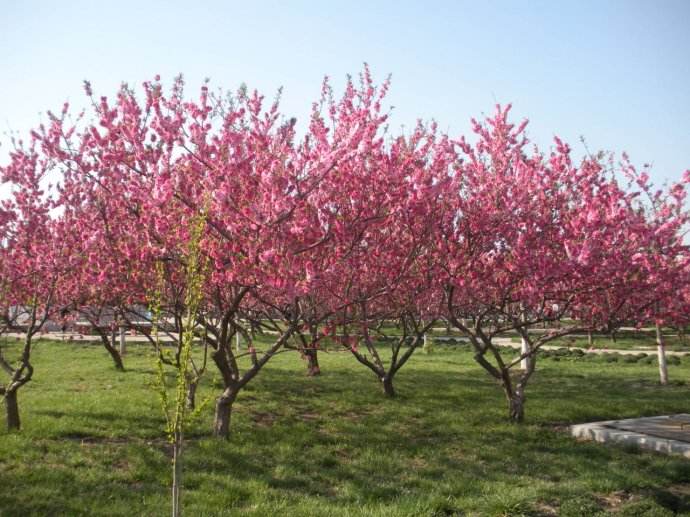 季节啦,夏天是很多水果成熟的季节,孝昌七仙红果园中种植了很多的桃树
