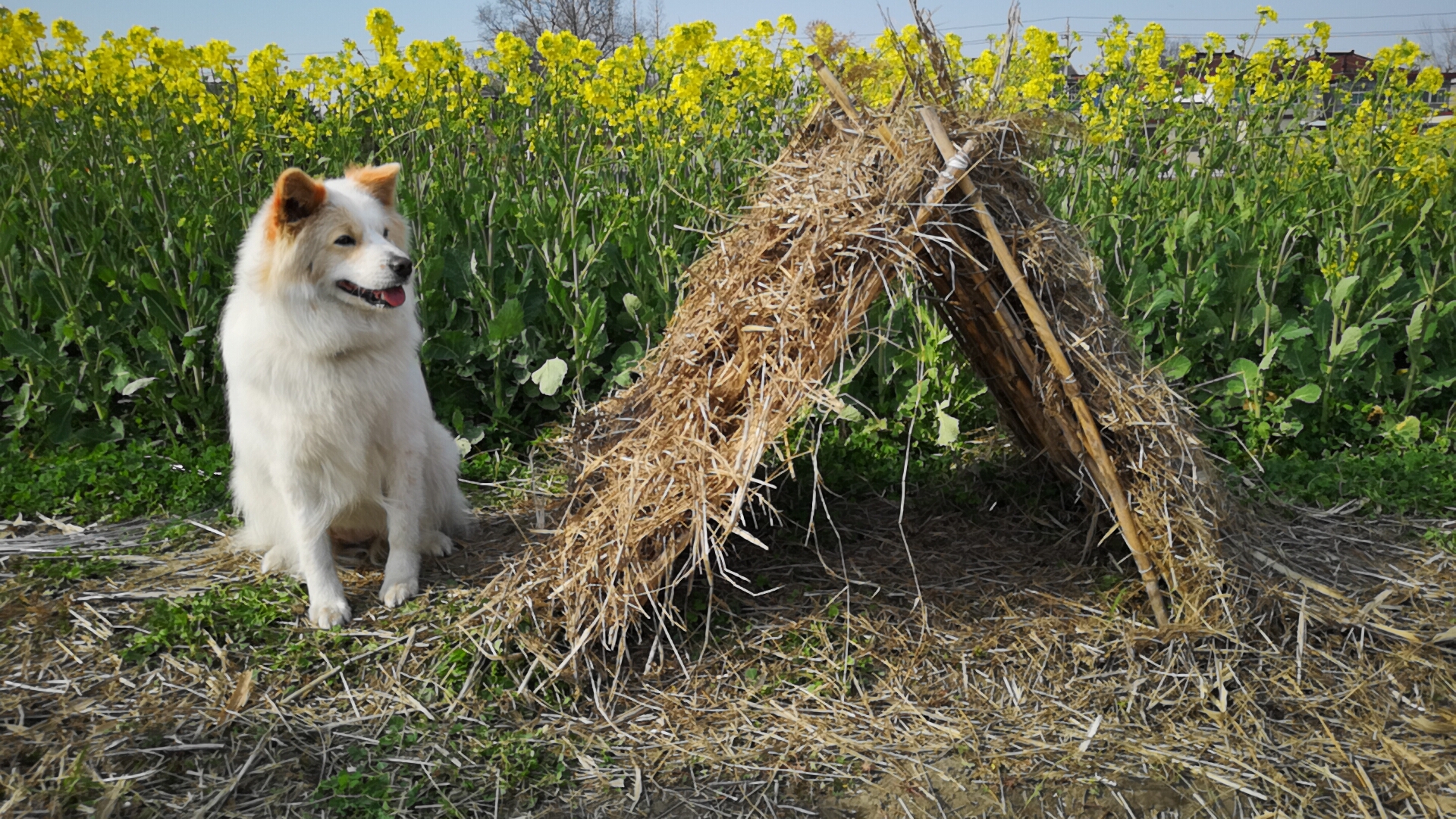 众人搭建狗窝,看到成品后,汪却坐不住了,心里都没点数