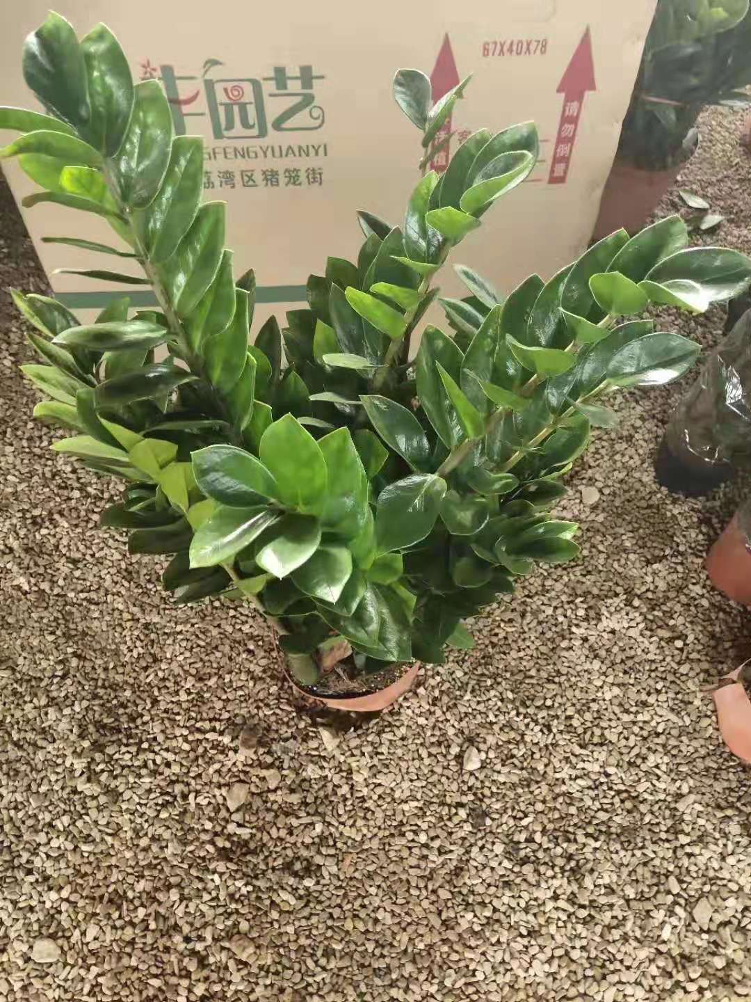 这款花的名字叫"金钱树",在我们北方地区叫"钱串子