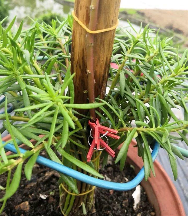 热不死的花,绑在木棍上养10天,开成一座大花塔!