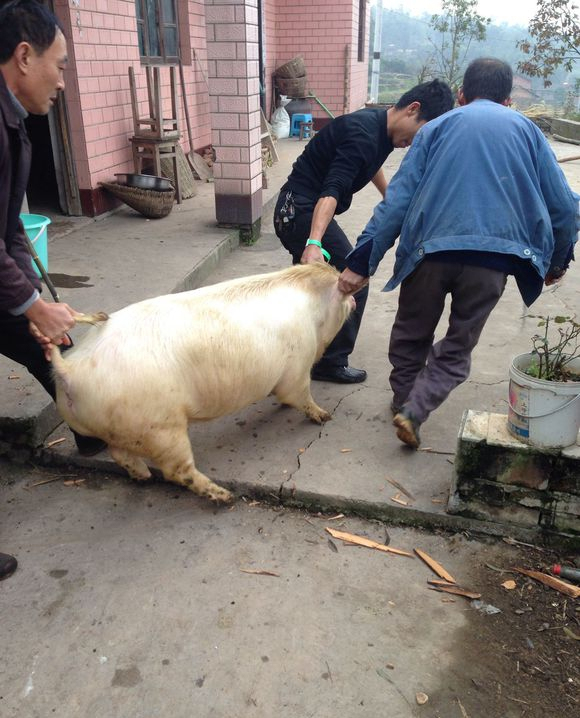 现在猪瘟频繁农村提前杀猪的现象您怎么看