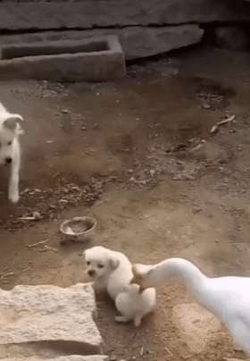 大鹅欺负狗崽,狗崽痛得满地打滚儿,狗妈的举动让人暖心不已