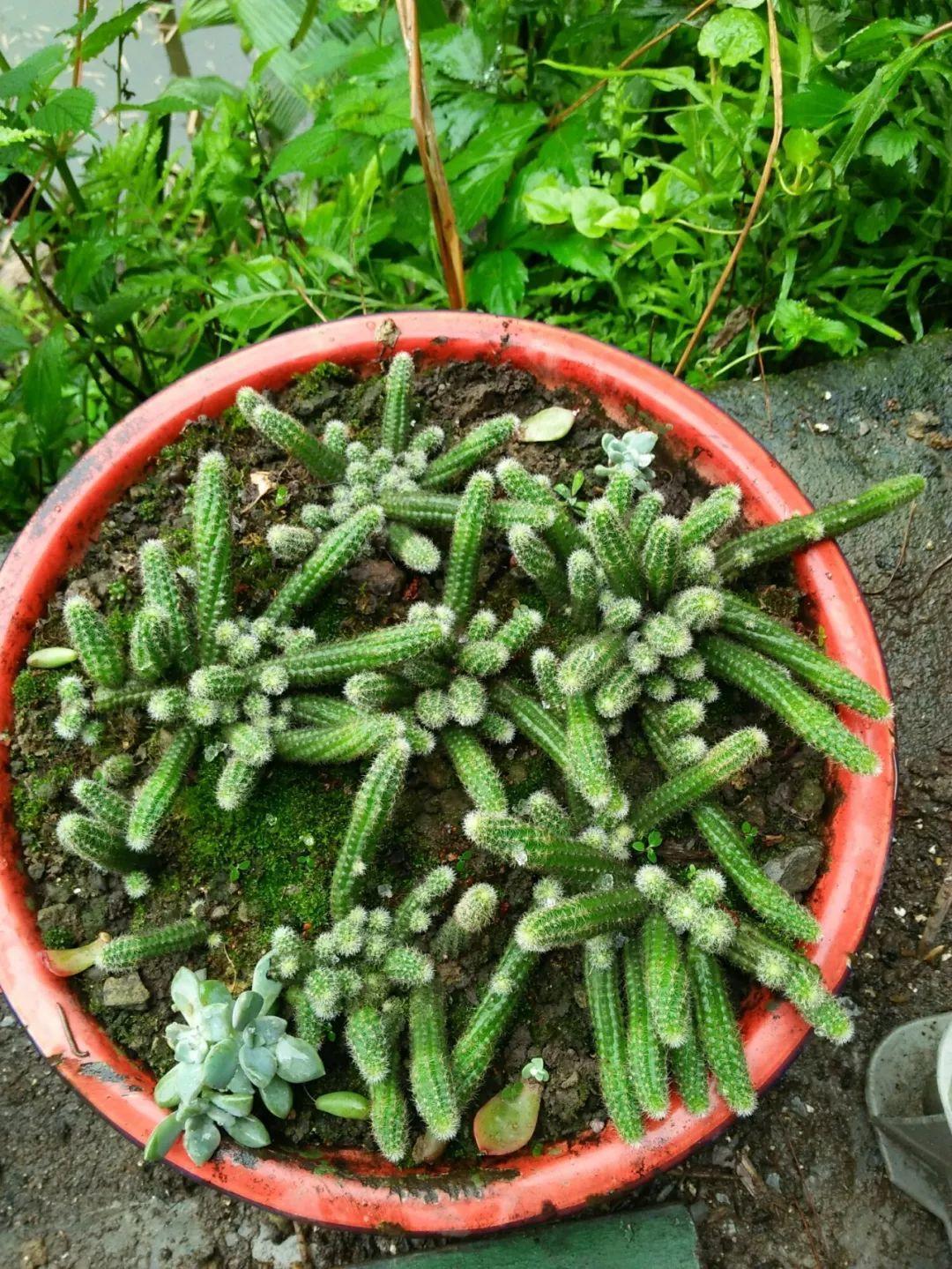 像毛毛虫的多肉,掐1根枝就能活,1个月爆满大缸!