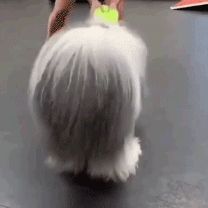 为抢玩具狗子跳起电臀舞!这么搞笑的屁屁可以看一年!