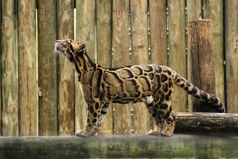 世界上10大猫科动物