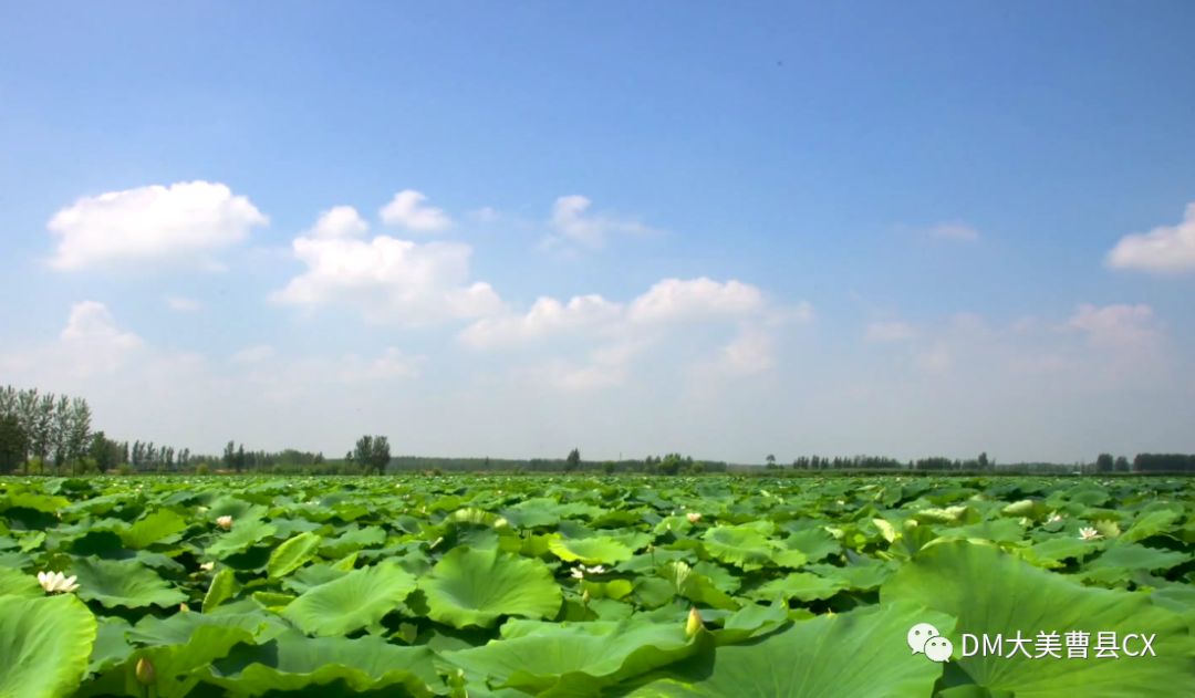 荷你有约曹县黄河故道国家湿地公园旅游今日开启