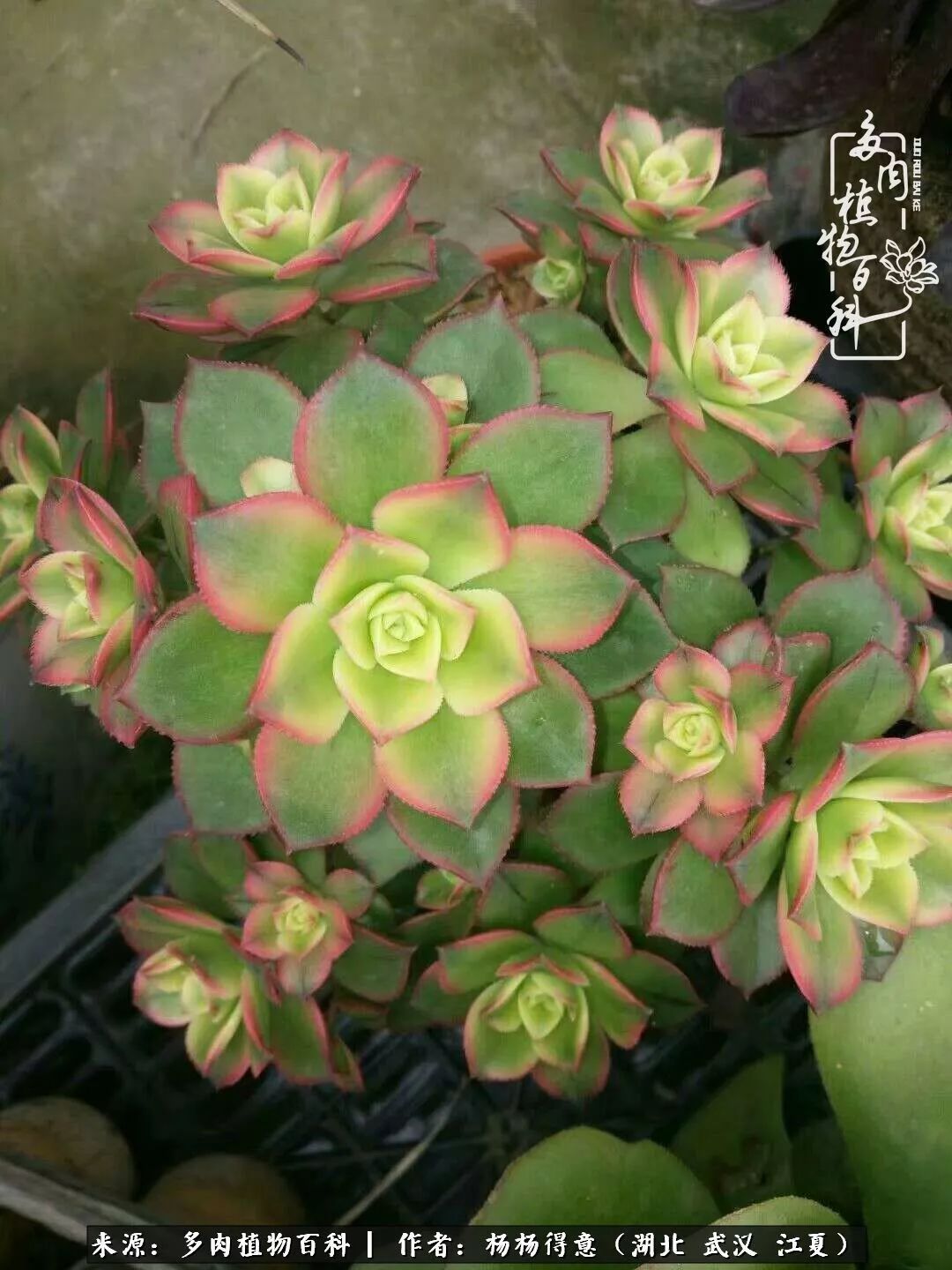星爆法师,确实很容易爆仔!