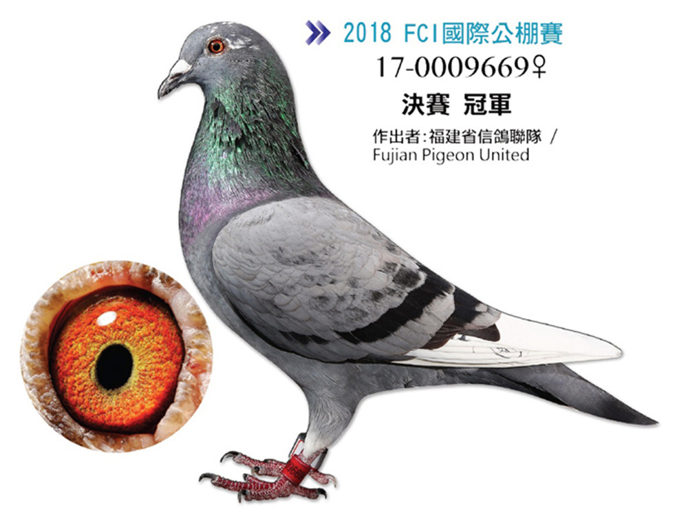 台湾赛鸽名家2018fci国际公棚总冠军大溪金盛鸽舍范俊清