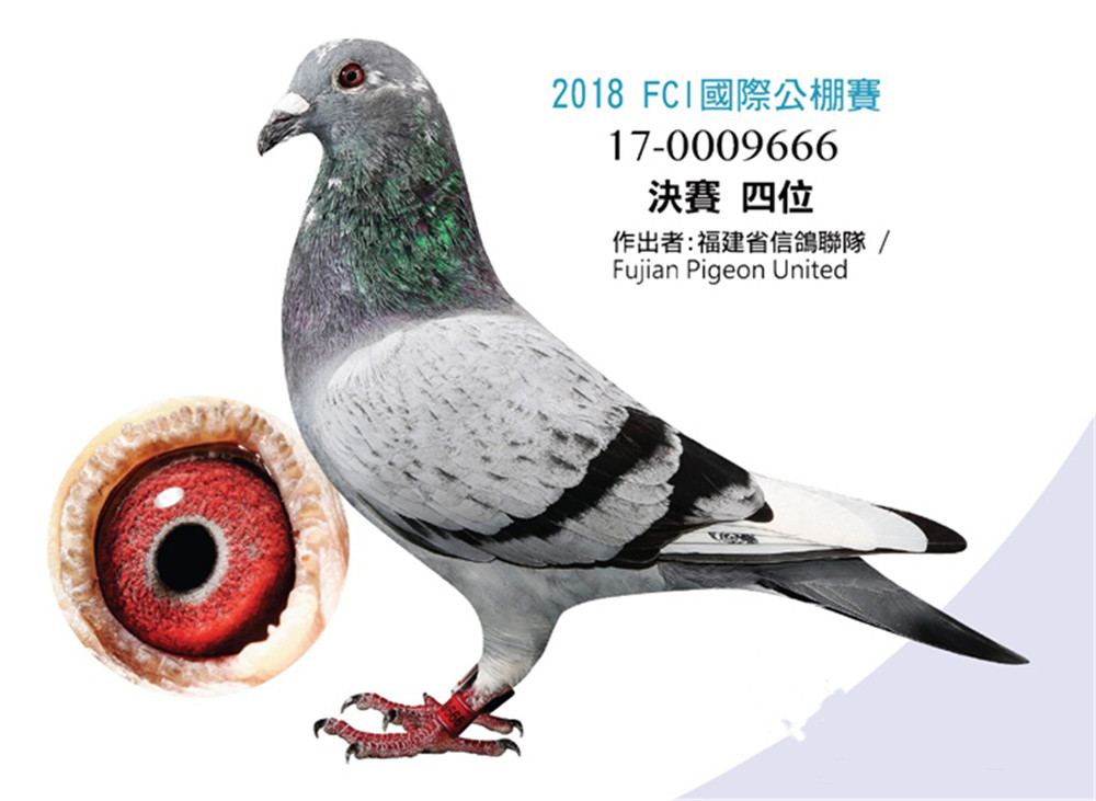 台湾赛鸽名家2018fci国际公棚总冠军大溪金盛鸽舍范俊清