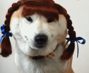 女友给柴犬戴上假发,好像隔壁村的村花呀,狗:铲屎的回来救我!
