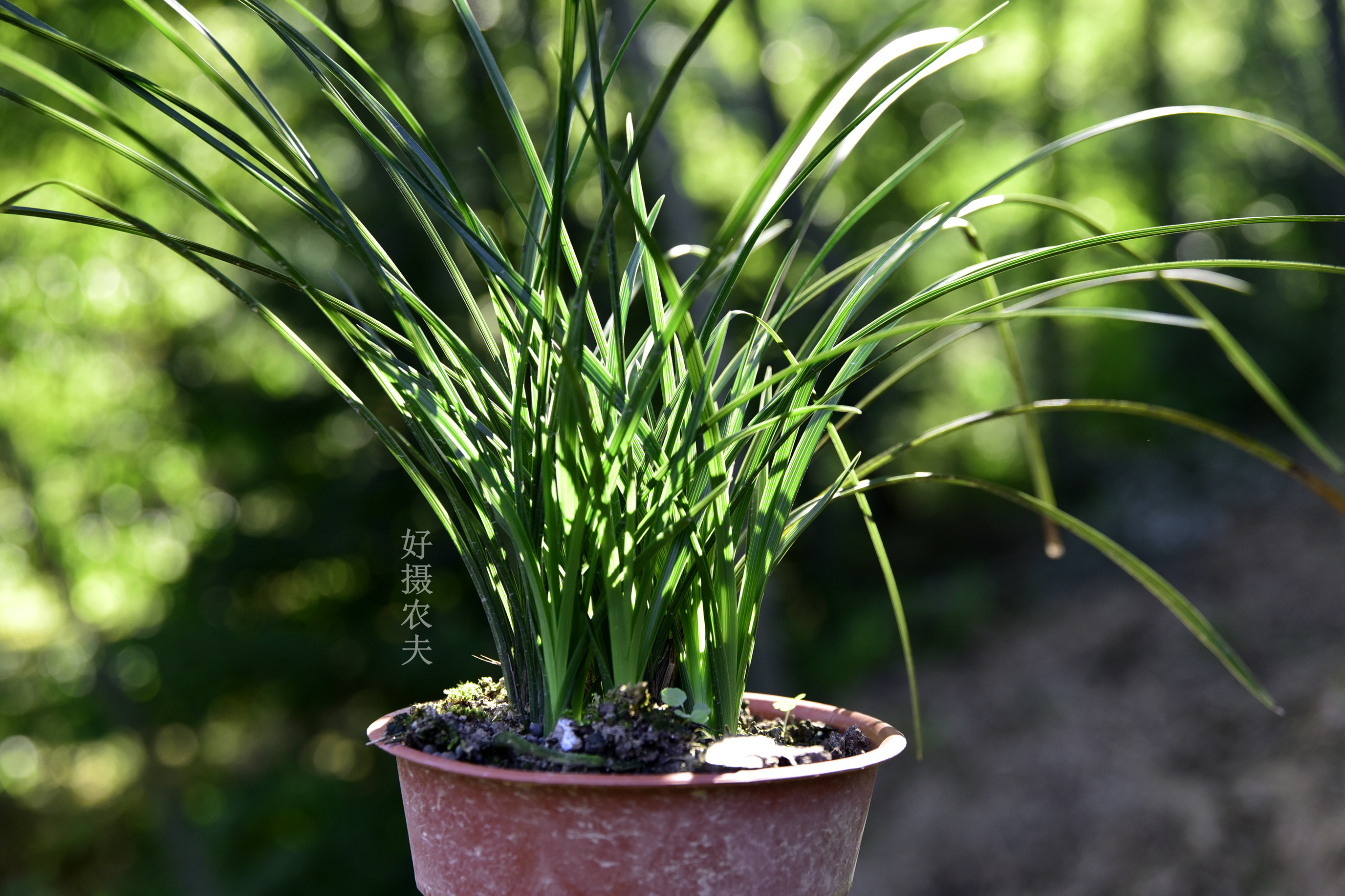 这种果壳,种植兰花有何妙处?为什么兰友都喜欢用