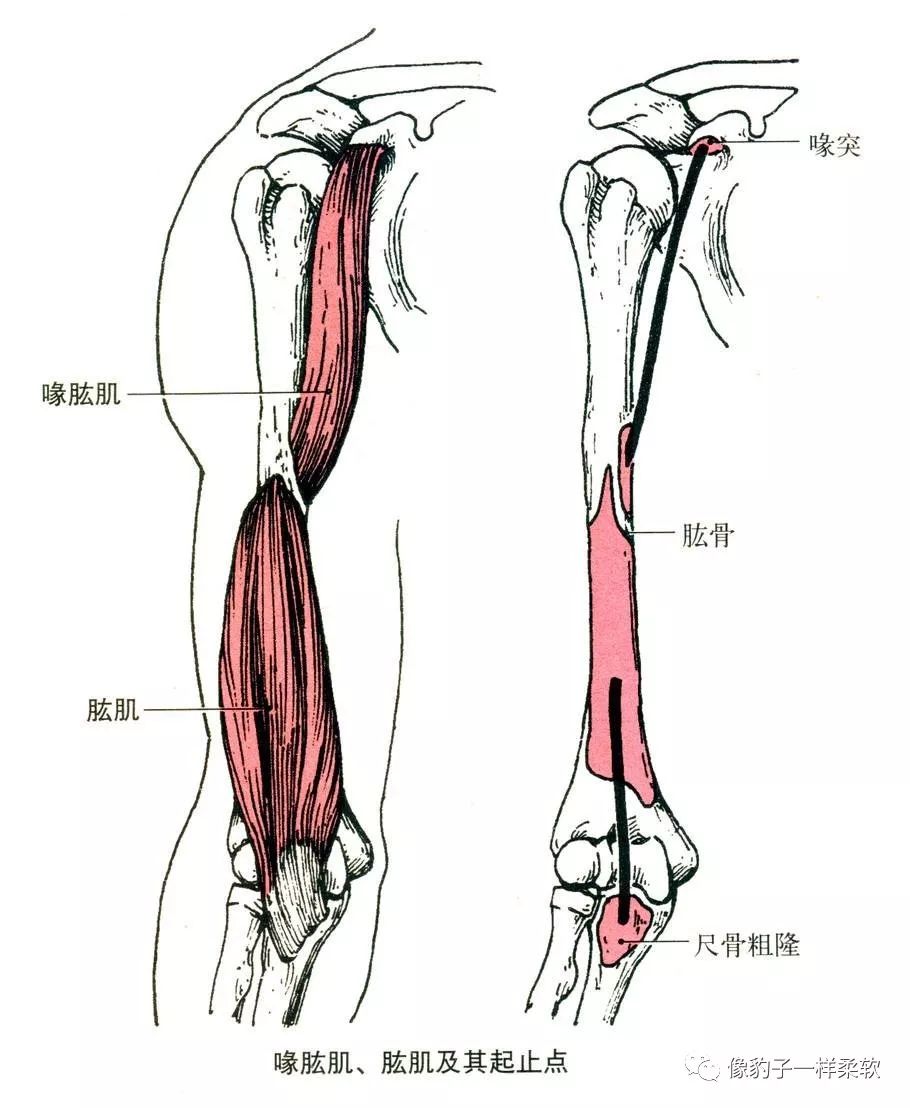 肱肌解剖图