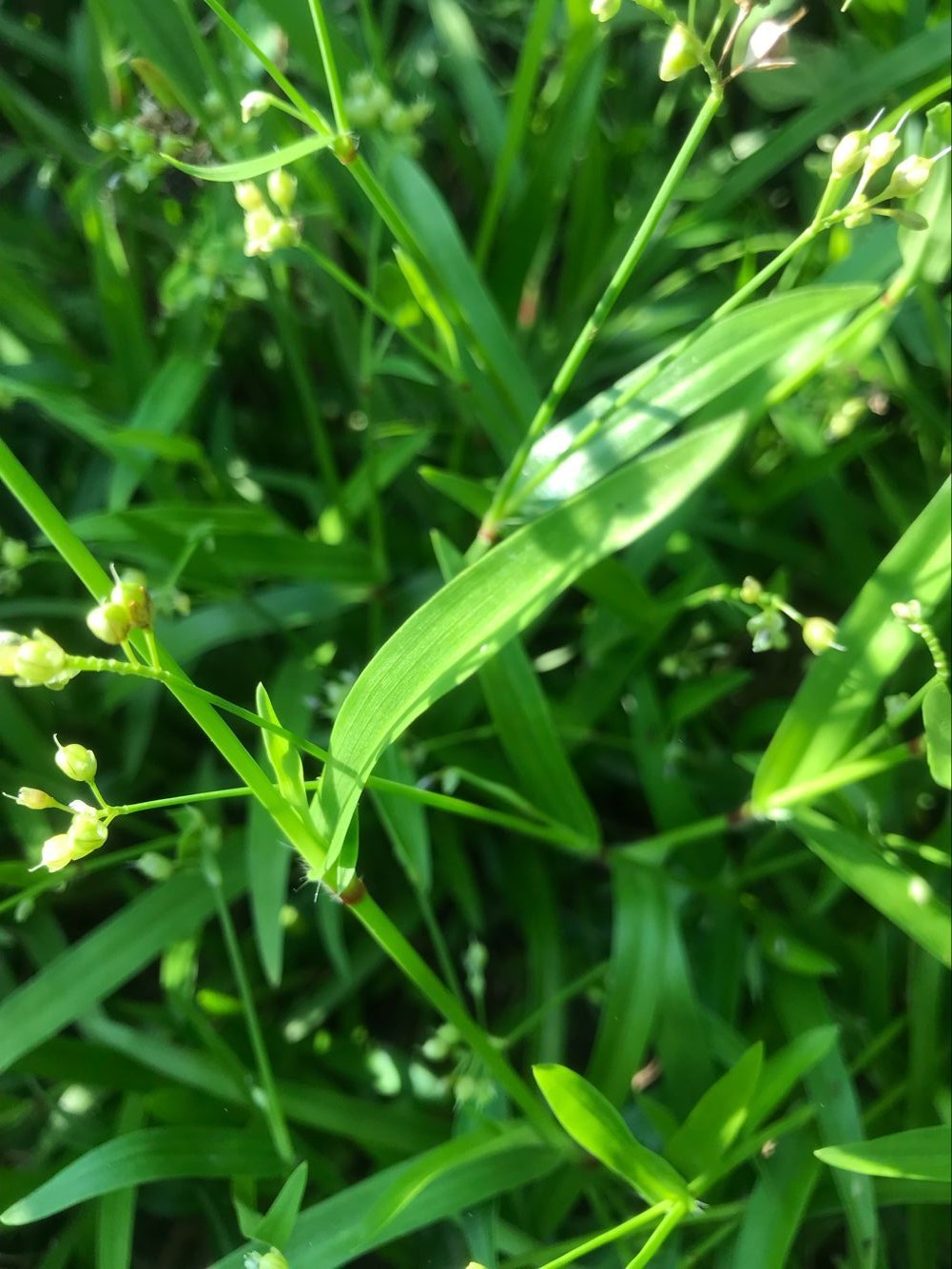 别名鸡舌草,小叶鸦雀草,水金钗,断节草等,生于阴湿地,水稻田中或水边.