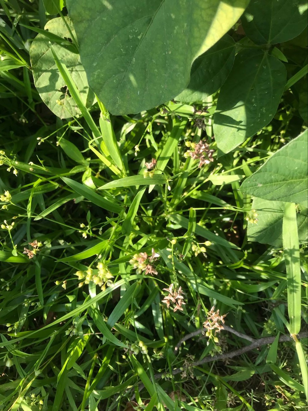 这草药,既可治肺炎,又可治口疮,还可治鸡眼