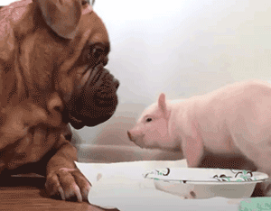 每天嬉戏打闹,幸福极了! 