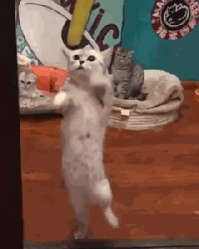 手舞足蹈和来往的铲屎官,打着招呼~ 喵星人:后面的朋友,跟着high起来