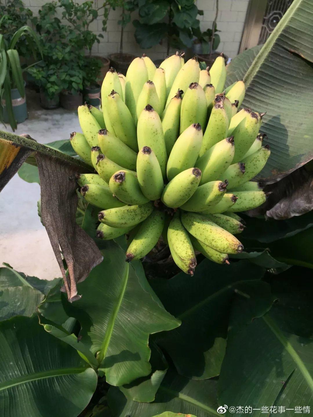 香蕉树的克星是什么,香蕉树最怕什么东西,门前屋后不能种芭蕉树_大山谷图库