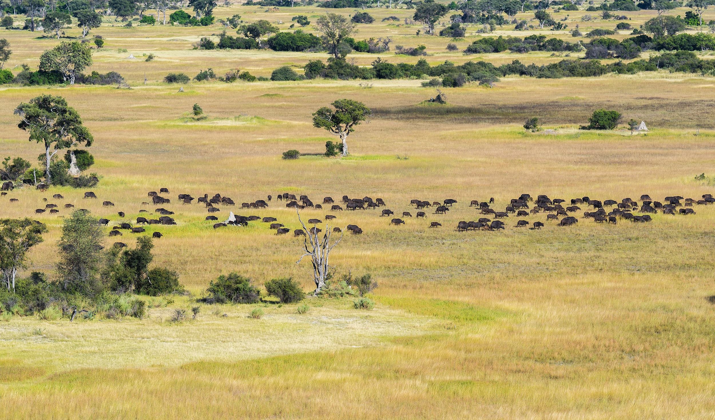 非洲草原上的动物们