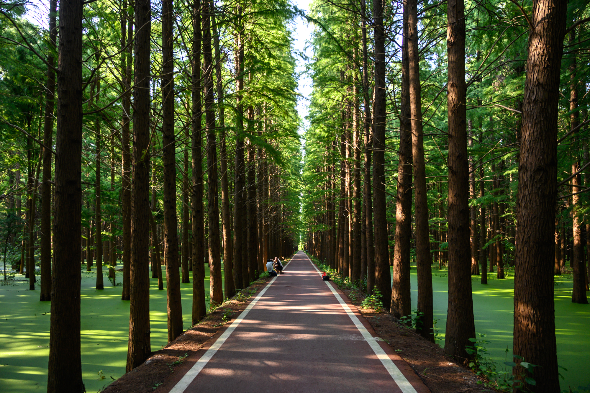 金湖水上森林公园,江苏最大的人工生态林,被誉为"水上
