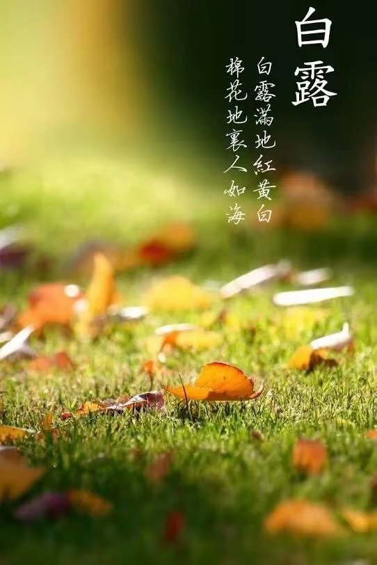 原创散文:白露节气