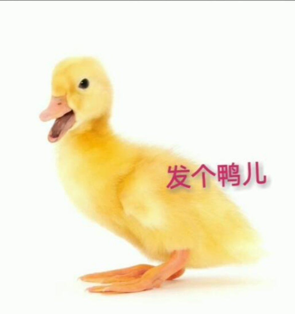 也可以骄傲地告诉各位 我们老板给我们发了 锤子,鸭儿,钏钏,毛线等