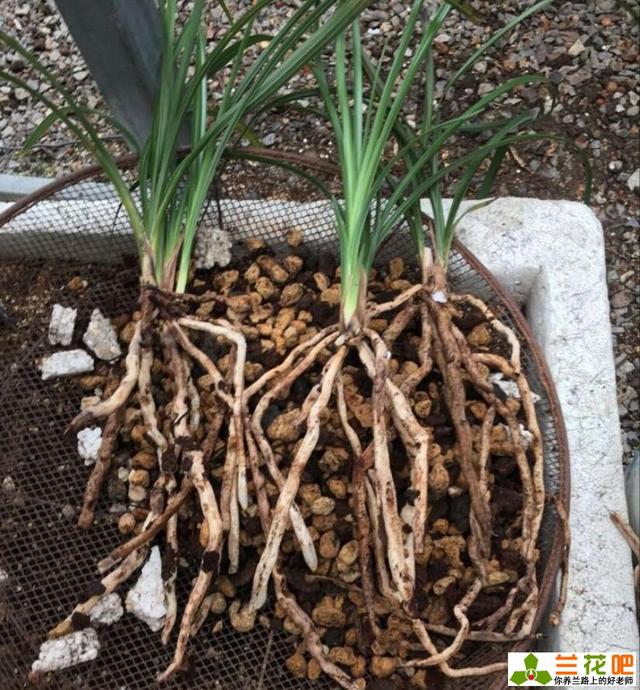 简单好用的兰花植料用法