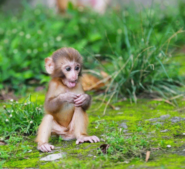 我们还可以更勇敢呢, 爬树什么的都是小儿科啦! 看我反手一个侧空翻!