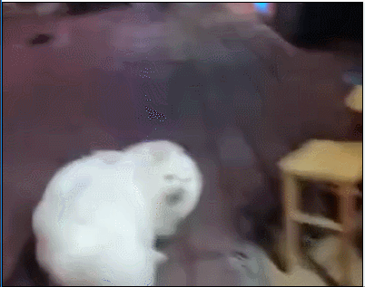 在街边吃大排档,狗子竟把桌子掀了,知道原因后主人哭笑不得