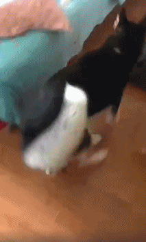 网友养了四只哈士奇,没想到狗子是这样叫他起床的,笑屎了!