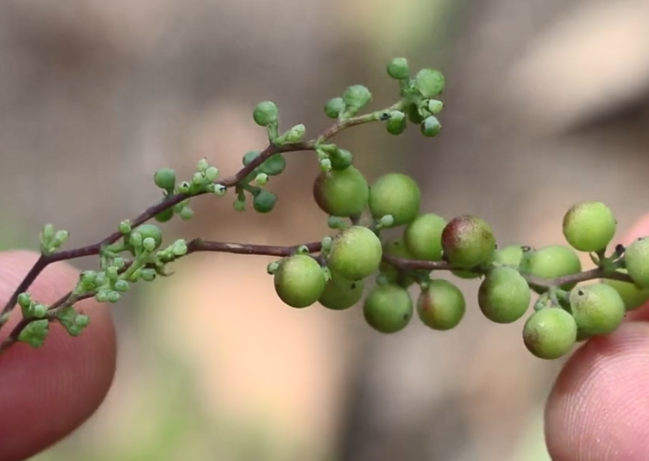 深山里这种药材俗称"金钥匙",果实形似花椒,根部还能治牙痛