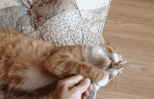 喵内心:高冷什么的不存在,只有每天吸吸猫薄荷维持哈生活什么的.