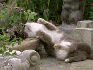 「猫咪」那些年嗑过猫薄荷的猫大爷们,那表情……我要