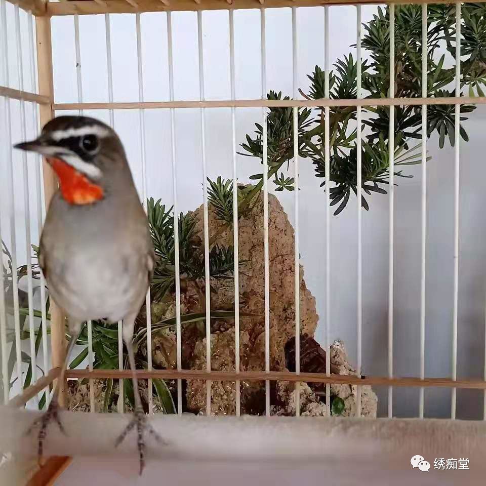 靛颏的日常饲养