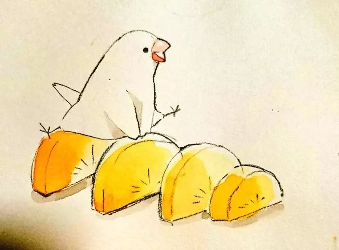 插画——皮皮又可爱的文鸟